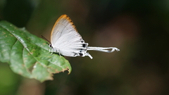 Cheritra freja evansi