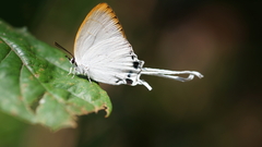 Cheritra freja evansi