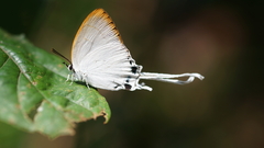 Cheritra freja evansi