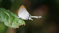 Cheritra freja evansi