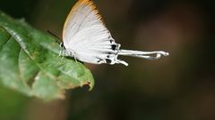 Cheritra freja evansi