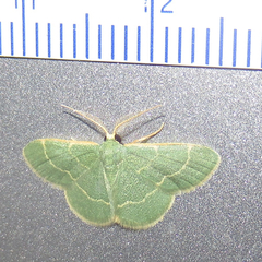 Chlorochlamys phyllinaria