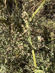 Symphyotrichum pilosum pilosum