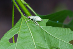 Compsus auricephalus