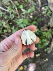 Coprinopsis romagnesiana