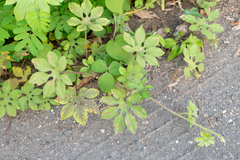 Ipomoea pes-tigridis