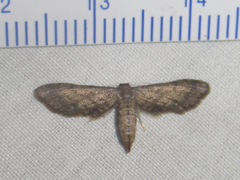 Protoproutia rusticaria