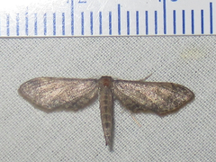 Protoproutia rusticaria