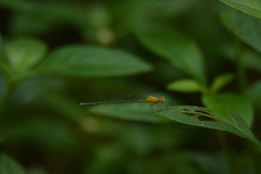 Pseudagrion decorum