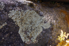 Xanthoparmelia conspersa