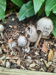 Coprinopsis