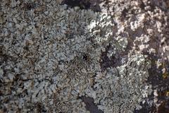Xanthoparmelia conspersa