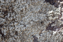 Xanthoparmelia conspersa