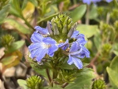 Scaevola nitida