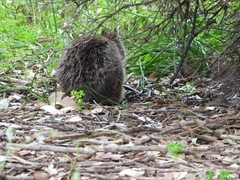 Setonix brachyurus