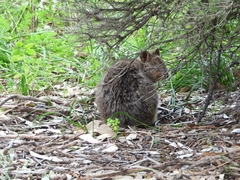 Setonix brachyurus