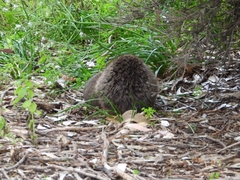 Setonix brachyurus