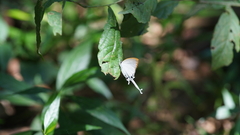 Cheritra freja evansi