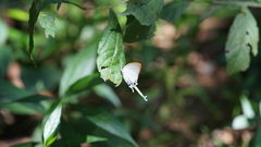 Cheritra freja evansi