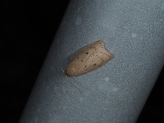 Prionocris protoxantha
