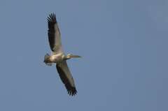 Pelecanus onocrotalus