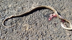 Malpolon monspessulanus