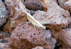 Pyrgomorpha conica