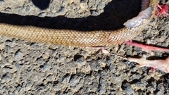 Malpolon monspessulanus