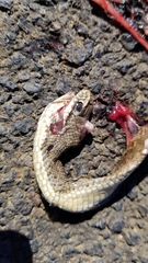 Malpolon monspessulanus