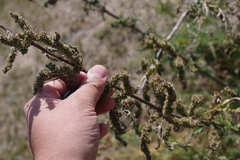 Urtica cannabina