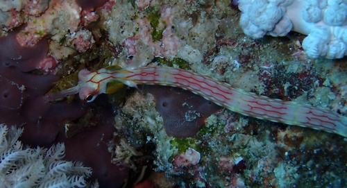 Corythoichthys nigripectus observed 2022-09-28