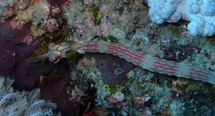 Corythoichthys nigripectus