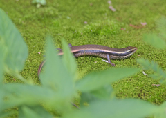 Eutropis macularia