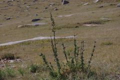 Urtica cannabina