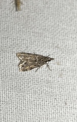 Eudonia heterosalis
