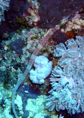 Corythoichthys nigripectus