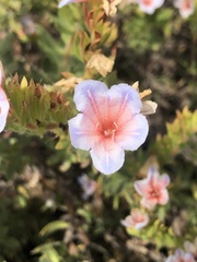 Lobostemon fruticosus