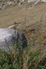 Urtica cannabina