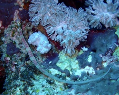 Corythoichthys nigripectus