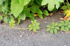 Ipomoea pes-tigridis