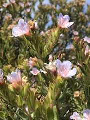 Lobostemon fruticosus