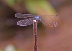 Hylaeothemis apicalis