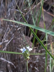 Lavandula bipinnata