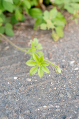 Ipomoea pes-tigridis