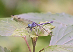 Hylaeothemis apicalis