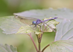 Hylaeothemis apicalis