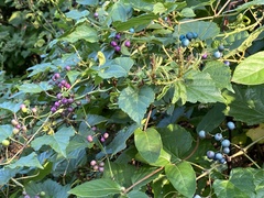Ampelopsis