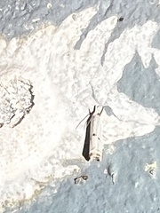 Microcrambus biguttellus