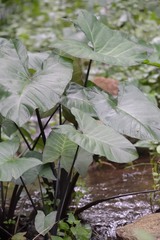 Xanthosoma