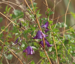 Clematis viticella